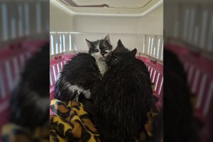 Du ligoti, bet kovingi katinėliai prašo pakeisti jų likimus