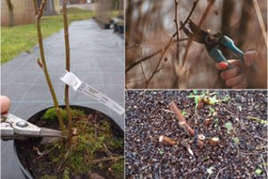 Atėjo laikas genėti krūmus: svarbiausi čia – du dalykai
