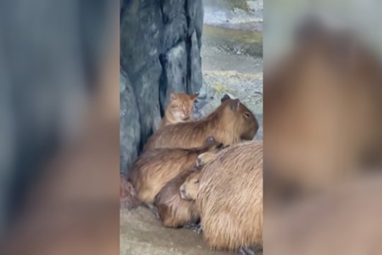 Kapibarų šeimynėlės draugijoje – prašalaitis: tik akyliausi pastebėtų, kas čia ne taip 