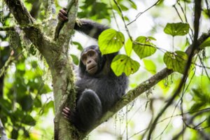 Turistų pamėgtoje šventykloje – beždžionių išpuoliai: dėl incidentų kaltinami nuomonės formuotojai
