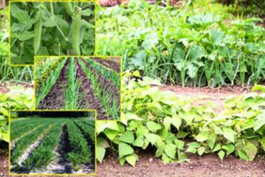 Vietoje, kurioje pernai augo bulvės, idealiai tinka šios daržovės: derlius – garantuotas