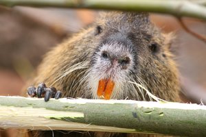 Bebrai pamokė biurokratus: per naktį padarė tai, kam žmonės neprisiruošė 7 metus