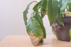 Tai sunaikins jūsų kambarinius augalus: yra tik viena veiksminga priemonė, kuri padės juos apsaugoti