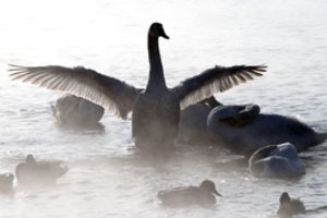 Žiema parodys nagus: laukia žvarbios naktys, teigiamos temperatūros nesulauksime net dieną