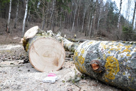 Anykščių rajone rastas miške dirbusio vyro kūnas