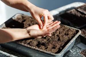 Daržovės, kurias geriausia pasėti jau vasarį: užauginsite pavydėtiną derlių