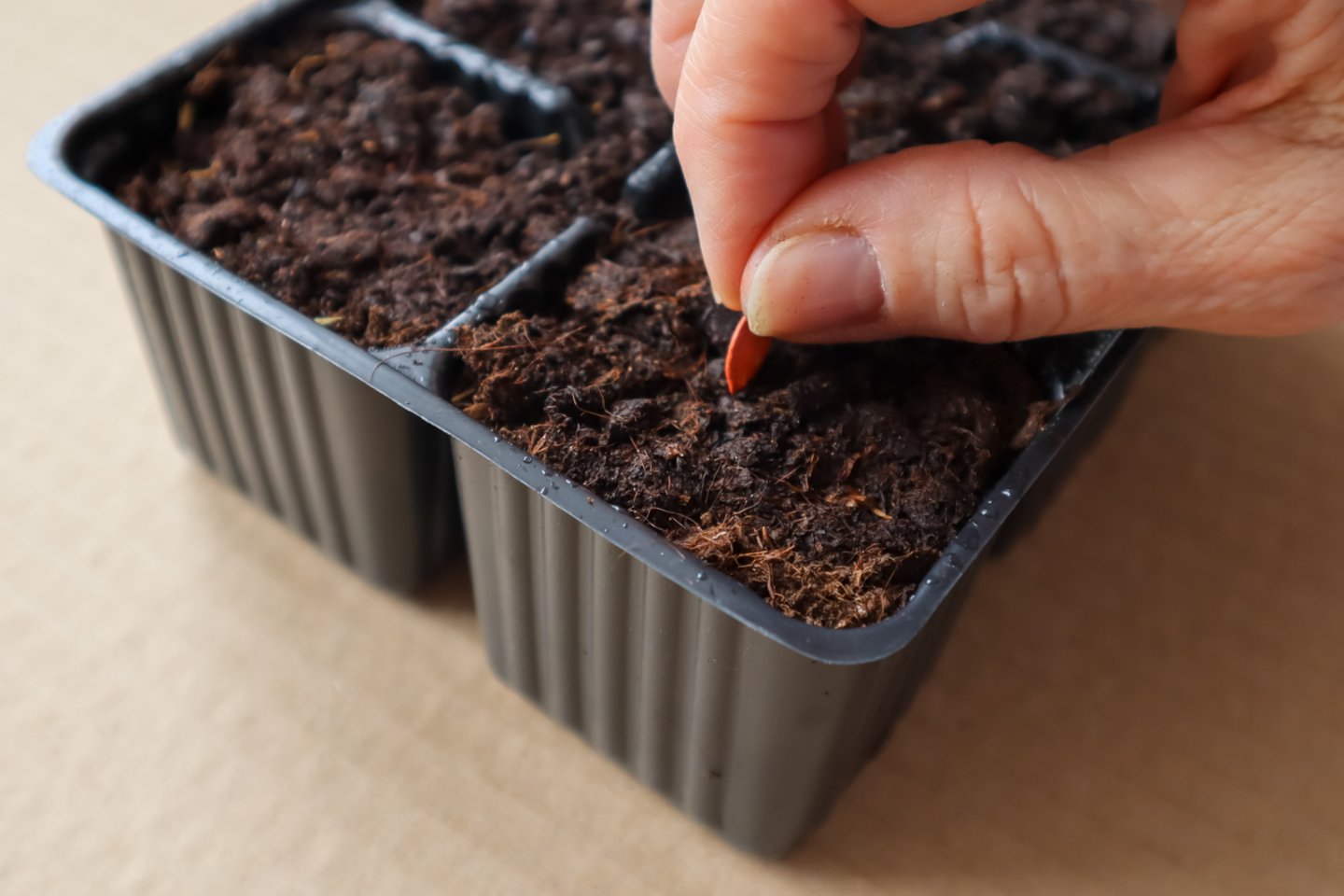 Daržovių sėja vasario mėnesį.<br>„123rf“ nuotr.