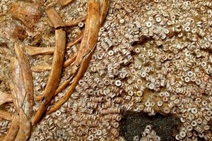 „Dramblio kaulo damos“ kapas slėpė ypatingą lobį