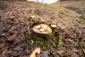 Alytaus rajone medžiai krito vienas po kito – neteisėtai iškirsta beveik 90: AAD kreipėsi net į prokuratūrą