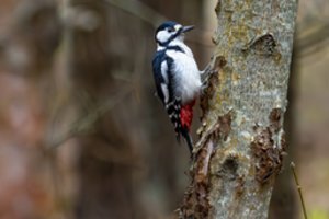 Lietuvoje gyvenantis genys pretenduoja į pasaulio rekordą: tokio amžiaus sulaukia vienetai