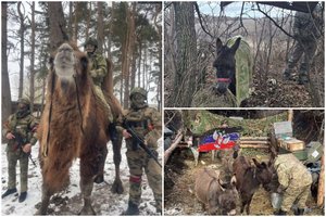 „Antroji pasaulio armija“ visoje savo šlovėje: okupantai Ukrainos fronte pradėjo naudoti asilus