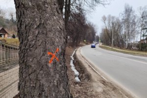 Jau ruošiamasi Milikonių įkalnės remontui – kauniečiai su liūdesiu žiūri į „išmargintus“ medžius