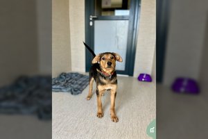 Jautrus 4 mėn. mažylis laukia kantrių ir supratingų šeimininkų