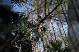 Įprastas patikrinimas dovanojo netikėtą staigmeną: surado sunkiausią kada nors užfiksuotą Floridos pumą