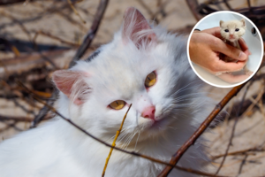 Manė, kad išgelbėjo kačiuką, tačiau netrukus paaiškėjo, ką iš tiesų priglaudė