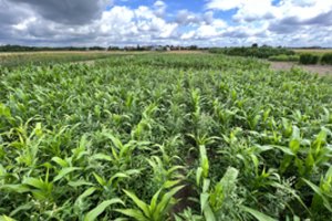 Jaunųjų agronomių tyrimuose – inovatyvūs sprendimai agrosektoriui