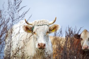 Pieno supirkimo kaina Lietuvoje išaugo sparčiausiai Europoje