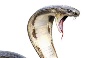 Kurios gyvatės yra protingiausios?