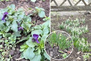 Vasaris kiemuose kuria stebuklus: tuo ką mato savo darželyje, kėdainietė negali patikėti