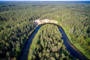 Nutrauktas tyrimas dėl neteisėto medžių kirtimo Šimonių girioje, VMT specialistė atleista nuo atsakomybės