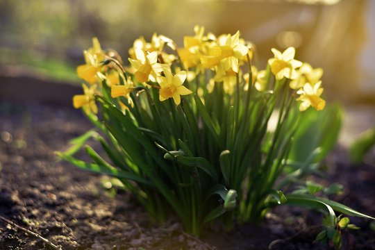 Tokių narcizų pavydės visi kaimynai: trys trąšos, kurios daro stebuklus