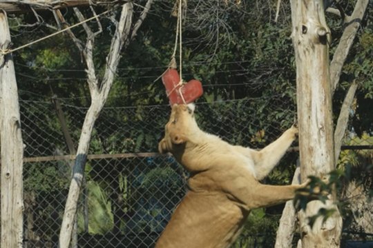 Čilės zoologijos sodas mini Valentino dieną: gyvūnai lepinami širdies formos skanėstais