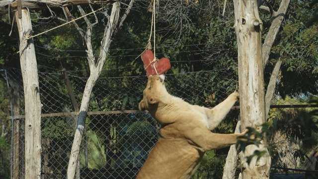 Čilės zoologijos sodas mini Valentino dieną: gyvūnai lepinami širdies formos skanėstais