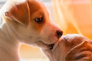 Ar gyvūnai bučiuojasi?