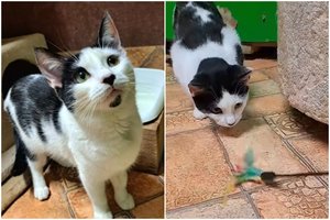 Jauna, bet jau likimo paženklinta katytė – padūkusi princesė, su stipriu medžiotojos instinktu