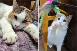 Jauna ir energinga žaidimų asė ieško namų, kuriuose tikrai nebebus nuobodu