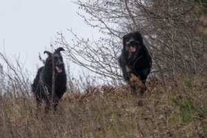 Savivaldybės kviečiamos aktyviau įsitraukti stiprinant gyvūnų gerovę Lietuvoje