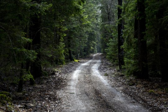 Ukmergės rajone, miške, rastas anksčiau dingusio vyro kūnas