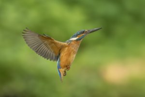 Turbūt gražiausias sparnuotis Lietuvoje: savo lizdą įsirengia tikrai neįprastu būdu