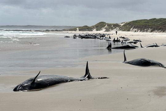 Australijos paplūdimyje – kraupus radinys, kokio nebuvo jau 50 metų: į krantą išmestas 150 orkų būrys