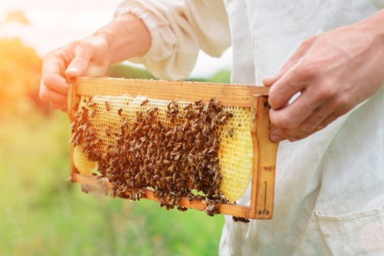 Bičių pikis ne veltui vadinamas „natūraliais antibiotikais“: vaistininkė paaiškino kodėl