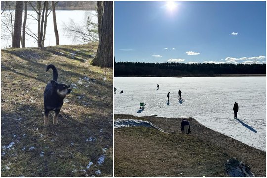 Palaidas šuo Jurbarke užpuolė trimetį – sužalotas berniukas išvežtas į Kauną