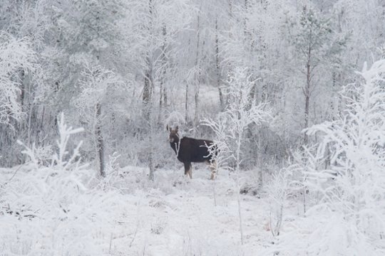 Neteisėtai sumedžiotą briedę vyrai dorojo tiesiog miške: įkliuvo su įkalčiais, bet gyvūno tikina nešovę