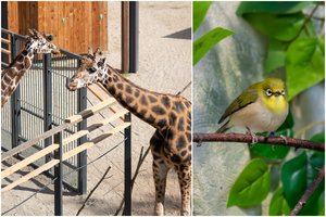 Nuo didžiausios iki mažiausios: nustebsite, kiek gali sverti kai kurių gyvūnų širdys