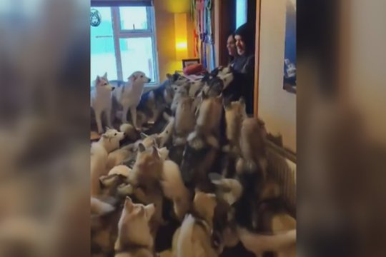 Tiek daug meilės vienoje vietoje seniai regėjote: haskiai kone „prarijo“ šeimininkus