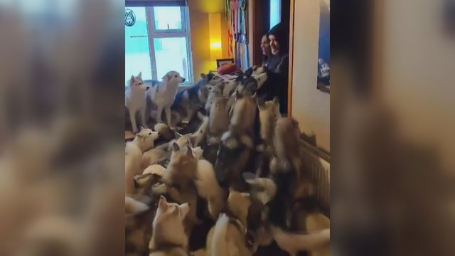 Tiek daug meilės vienoje vietoje seniai regėjote: haskiai kone „prarijo“ šeimininkus