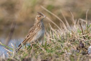 Minint vieversio dieną primena – šie paukščiai ne tik pavasario, bet ir gamtos pokyčių pranašai: kelia klausimą ir dėl jo išlikimo