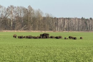 Iš tvoros liko tik metalo krūva – svarsto, kas nutiktų susidūrus su automobiliu: „Neįsivaizduoju, ką daryti ir kaip nuo jų apsiginti“