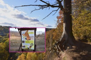 Pamačius, ką pridirbo vandalai, žmonėms svyra rankos: stendų nepatingi net sprogdinti