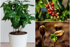 Kavamedį savo namuose gali užsiauginti kiekvienas: lengva priežiūra ir dosnus derlius