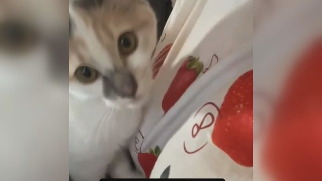 Gardus dizainas suklaidino keturkojį: nė neįtarė, kas ne taip