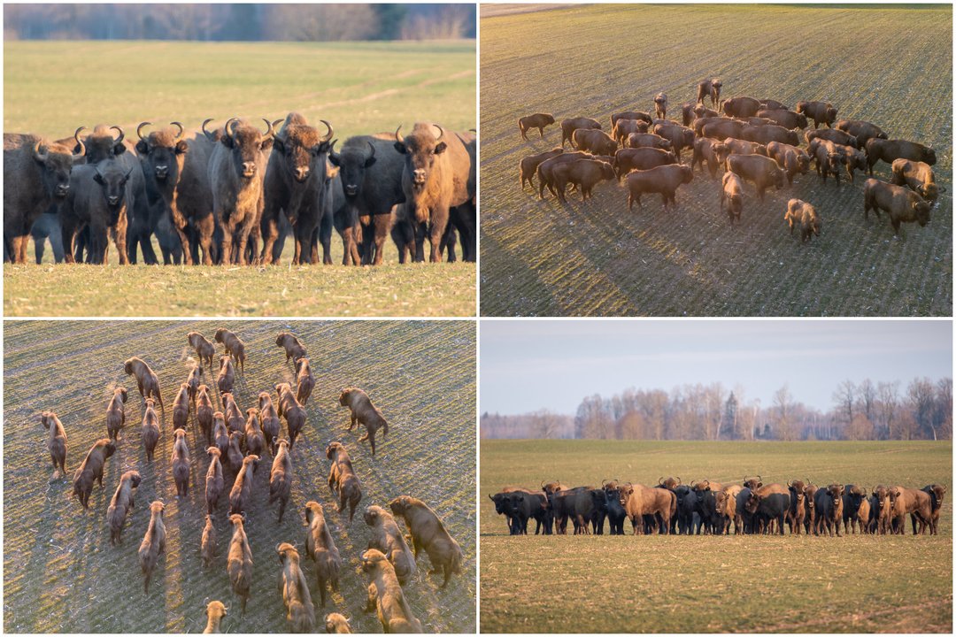 Stumbrų banda šalia Kauno. <br>R.Vilkelio nuotr/Lrytas koliažas.