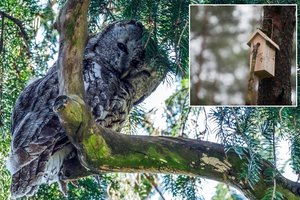 Beldžiasi pavasaris: patarė, kaip paruošti sparnuočiams namus