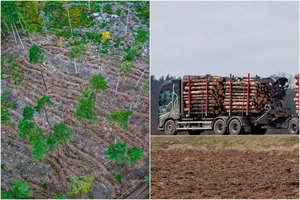 Dėl miškų apsaugos – griežti botaniko žodžiai: džiaugiamės pelnu iš milijonų taburečių, o tada investuojame į miškų atkūrimą