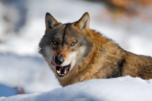 Naujas tyrimas patvirtina, kaip ir dėl ko vilkai galėjo virsti šunimis