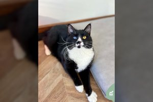 Tikrai tobulas katinas ieško namų: akys – išskirtinės, bet gerai mato